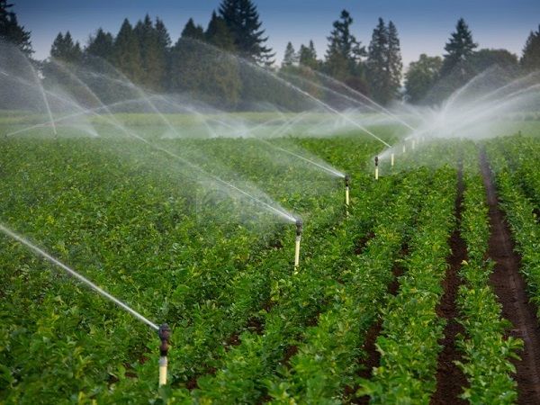 Nước đóng vai trò rất lớn trong sản xuất nông nghiệp