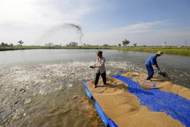 Ô nhiễm nguồn nước từ các hồ nuôi cá tra tại An Giang.