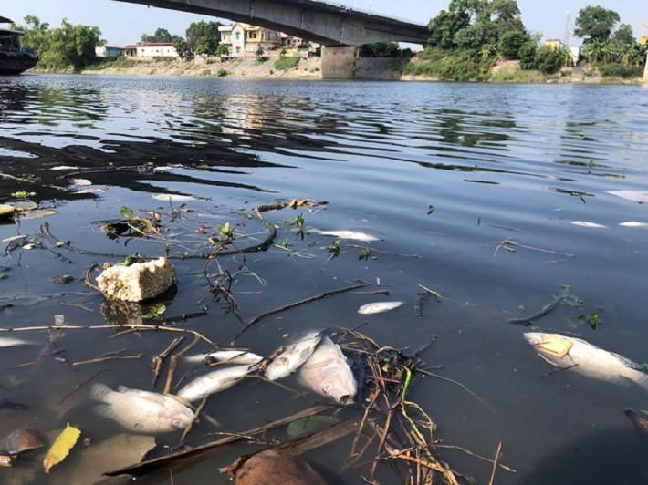 Ô nhiễm nguồn nước sông Cầu khiến cho cá chết hàng loạt. 