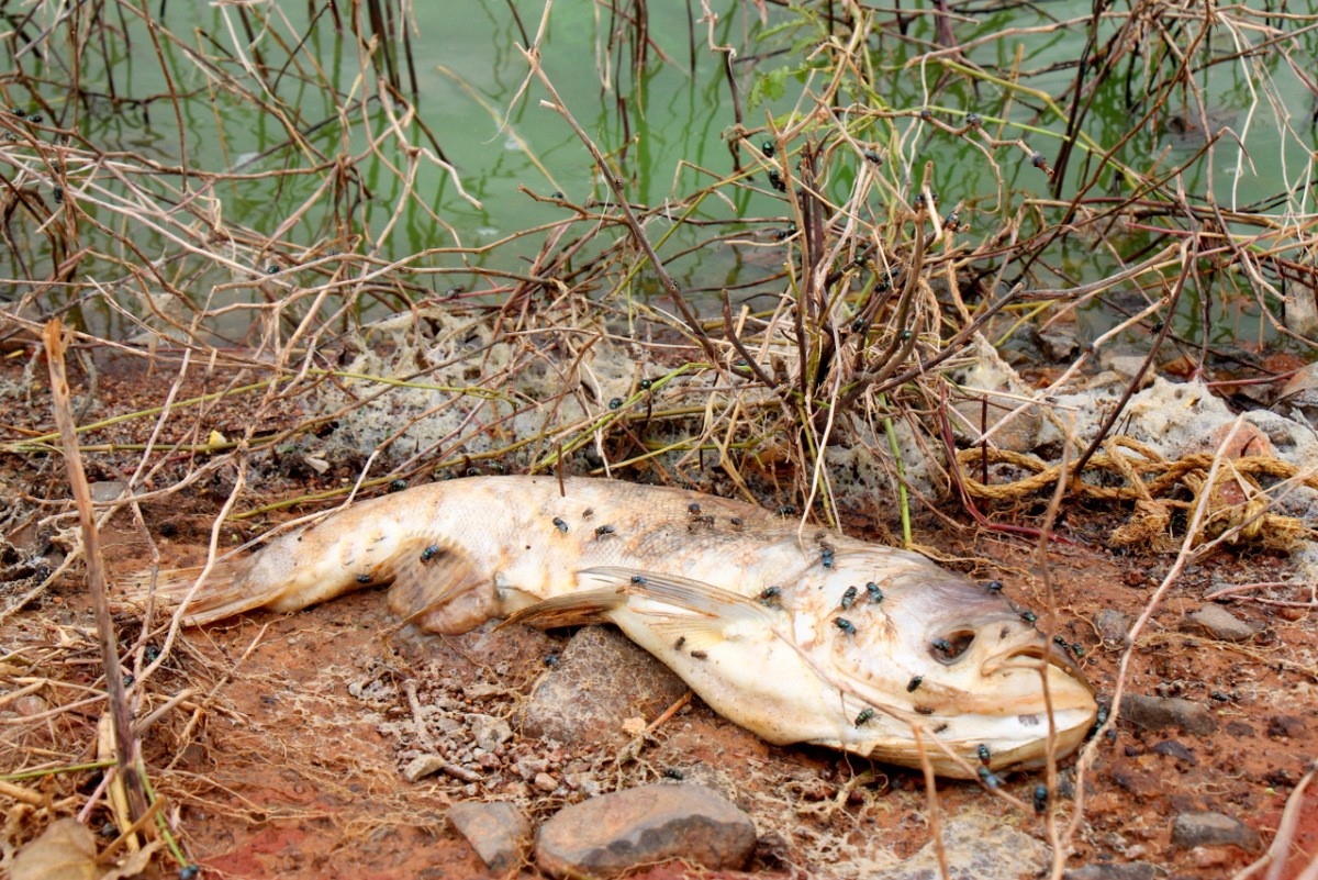 Cá tự nhiên trong cát hồ chết dạt vào bờ