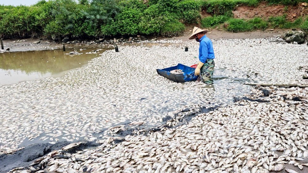Cá chết cho nước nhiễm thuốc diệt cỏ tại Châu Quang, Huyện Việt Yên (ảnh năm 2022).